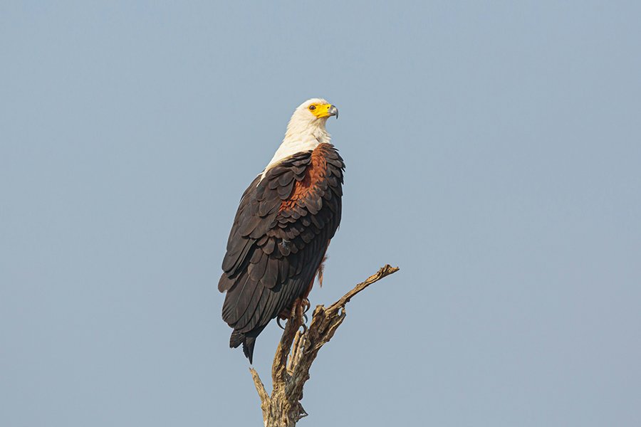 an African fish eagle resting next to lake Elementaita