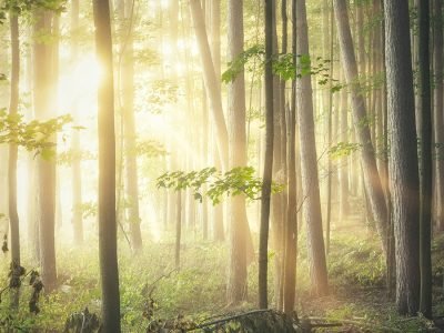 Sunlight filtering through the dense canopy of Arabuko Sokoke Forest in Kenya, illuminating diverse plant life and a Golden-rumped Elephant Shrew foraging on the forest floor.