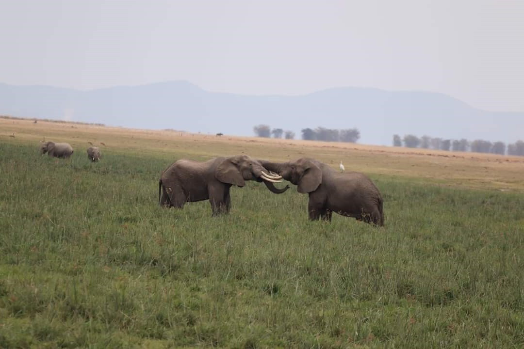 A herd of red elephants walking across the dusty plains of Tsavo East National Park, with the Yatta Plateau in the background