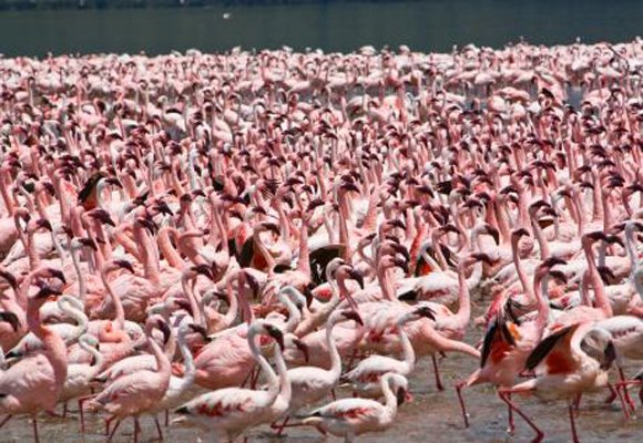 A flock of flamingos wading in the shallow waters of Lake Nakuru National Park in Kenya.