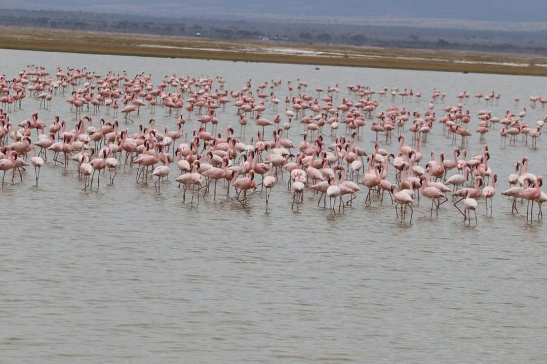 Thousands of pink flamingos creating a vibrant spectacle on the shores of Lake Nakuru, with acacia trees and distant hills in the background