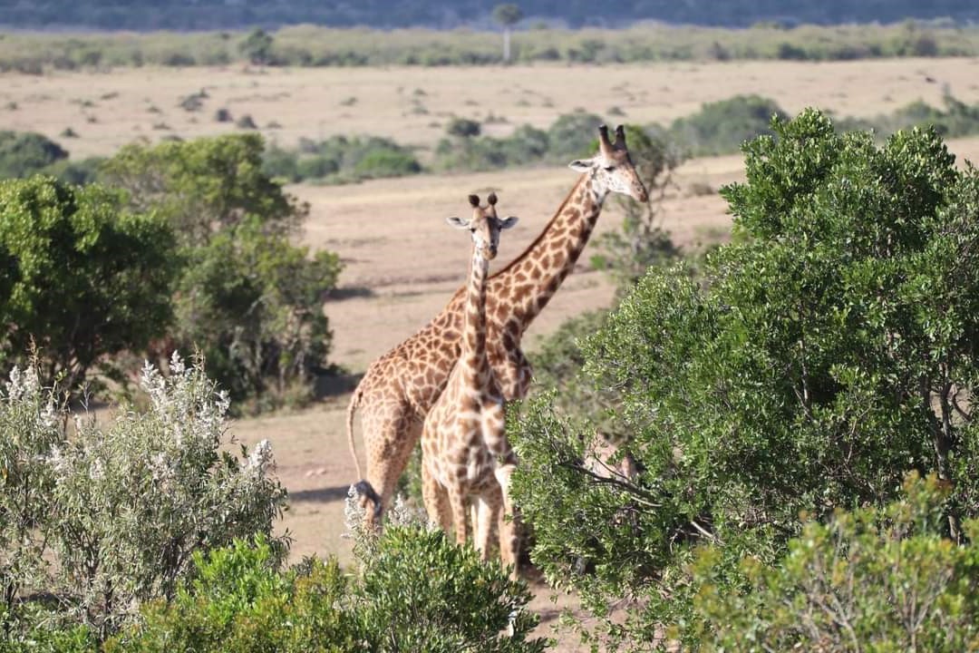 A collage of images showcasing a pride of lions in the Maasai Mara, a boat safari on Lake Naivasha with hippos, a vast flock of pink flamingos at Lake Nakuru, a herd of elephants with Mount Kilimanjaro in the background in Amboseli, tree-climbing lions in Lake Manyara, a herd of elephants marching past baobab trees in Tarangire, and the vast plains of the Serengeti teeming with wildlife during the Great Migration.