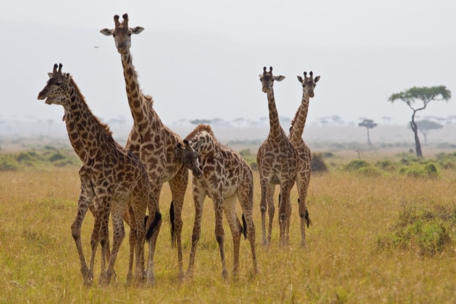 A majestic giraffe gracefully feeding at the Giraffe Centre in Nairobi.