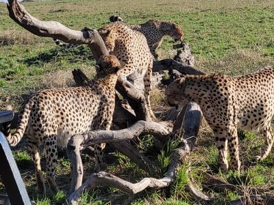 Cheetahs stalking their prey across the golden savanna plains of the Maasai Mara National Reserve, with a dramatic sky in the background.