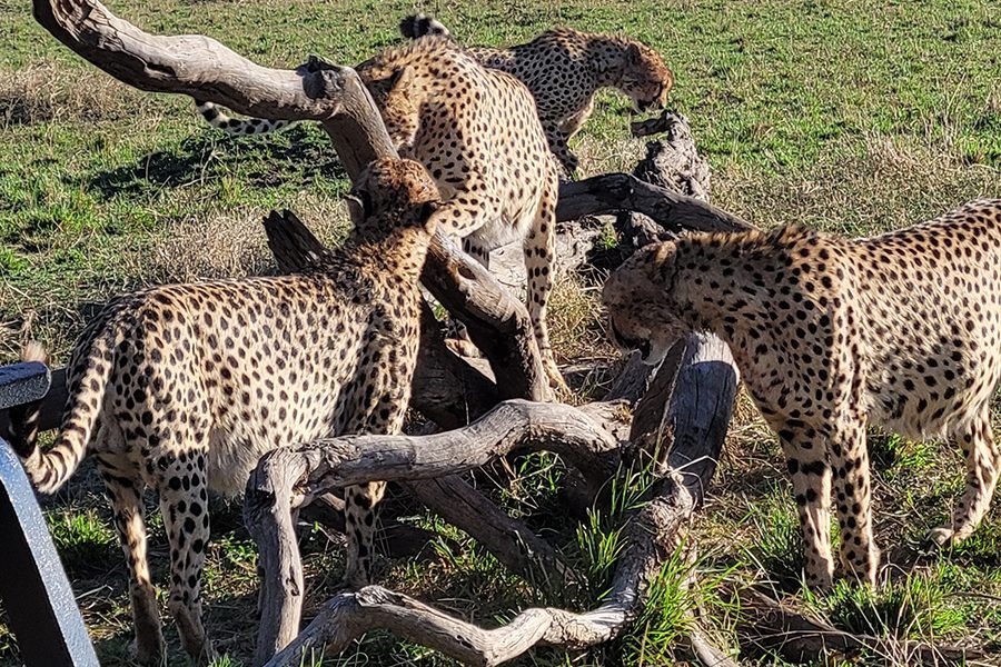 Cheetahs stalking their prey across the golden savanna plains of the Maasai Mara National Reserve, with a dramatic sky in the background.