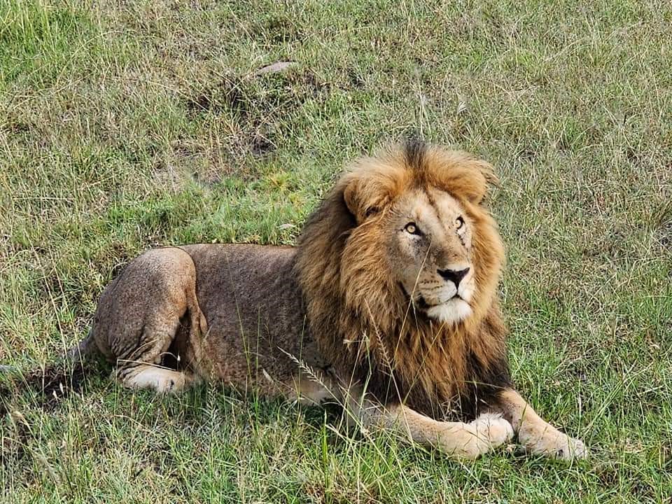 A majestic lion resting in the grasslands of Nairobi National Park with the city skyline in the background.