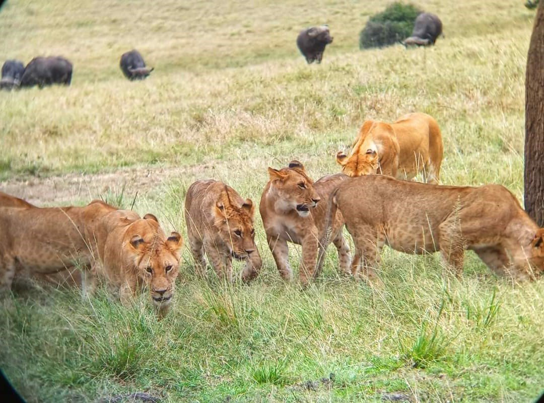 A majestic lion resting in the grasslands of Nairobi National Park with the city skyline in the background.