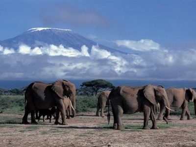 A herd of elephants walking across the savanna plains of Amboseli National Park, with the snow-capped peak of Mount Kilimanjaro rising majestically in the background.