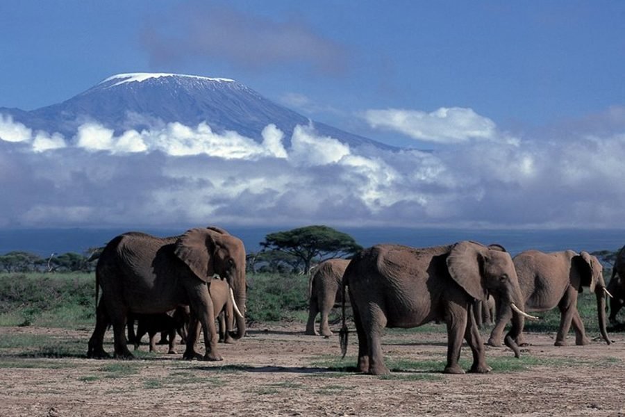 A herd of elephants walking across the savanna plains of Amboseli National Park, with the snow-capped peak of Mount Kilimanjaro rising majestically in the background.