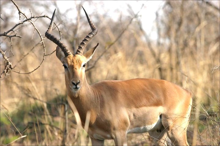 A majestic antelope standing proudly in the lush rainforest of Shimba Hills National Reserve, Kenya