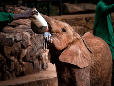 A young orphaned elephant being bottle-fed by a keeper at the David Sheldrick Wildlife Trust in Nairobi