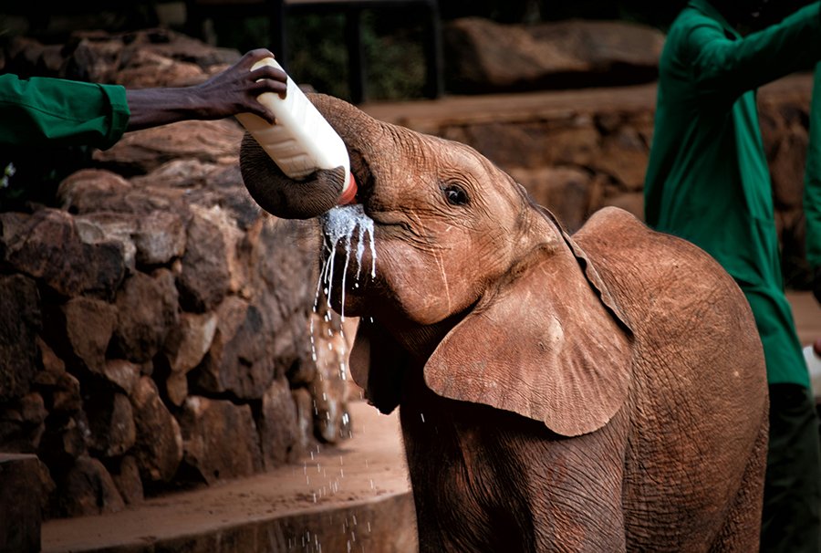 A young orphaned elephant being bottle-fed by a keeper at the David Sheldrick Wildlife Trust in Nairobi