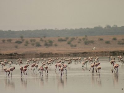 A vast flock of pink flamingos feeding in the shallow, alkaline waters of Lake Magadi, with the dramatic volcanic landscape of the Rift Valley in the background.