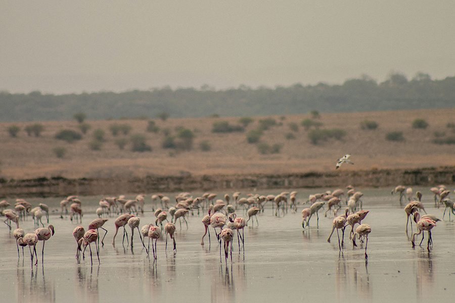 A vast flock of pink flamingos feeding in the shallow, alkaline waters of Lake Magadi, with the dramatic volcanic landscape of the Rift Valley in the background.