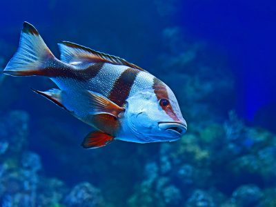 A diver observing a rare coelacanth fish in the depths of Tanga Coelacanth Marine Park, Tanzania.