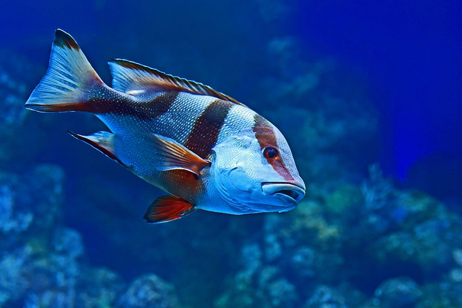 A diver observing a rare coelacanth fish in the depths of Tanga Coelacanth Marine Park, Tanzania.