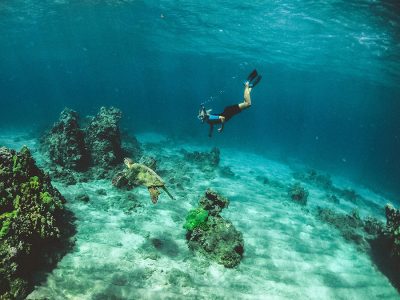 A vibrant coral reef teeming with colorful fish in Dar es Salaam Marine Reserve, Tanzania.